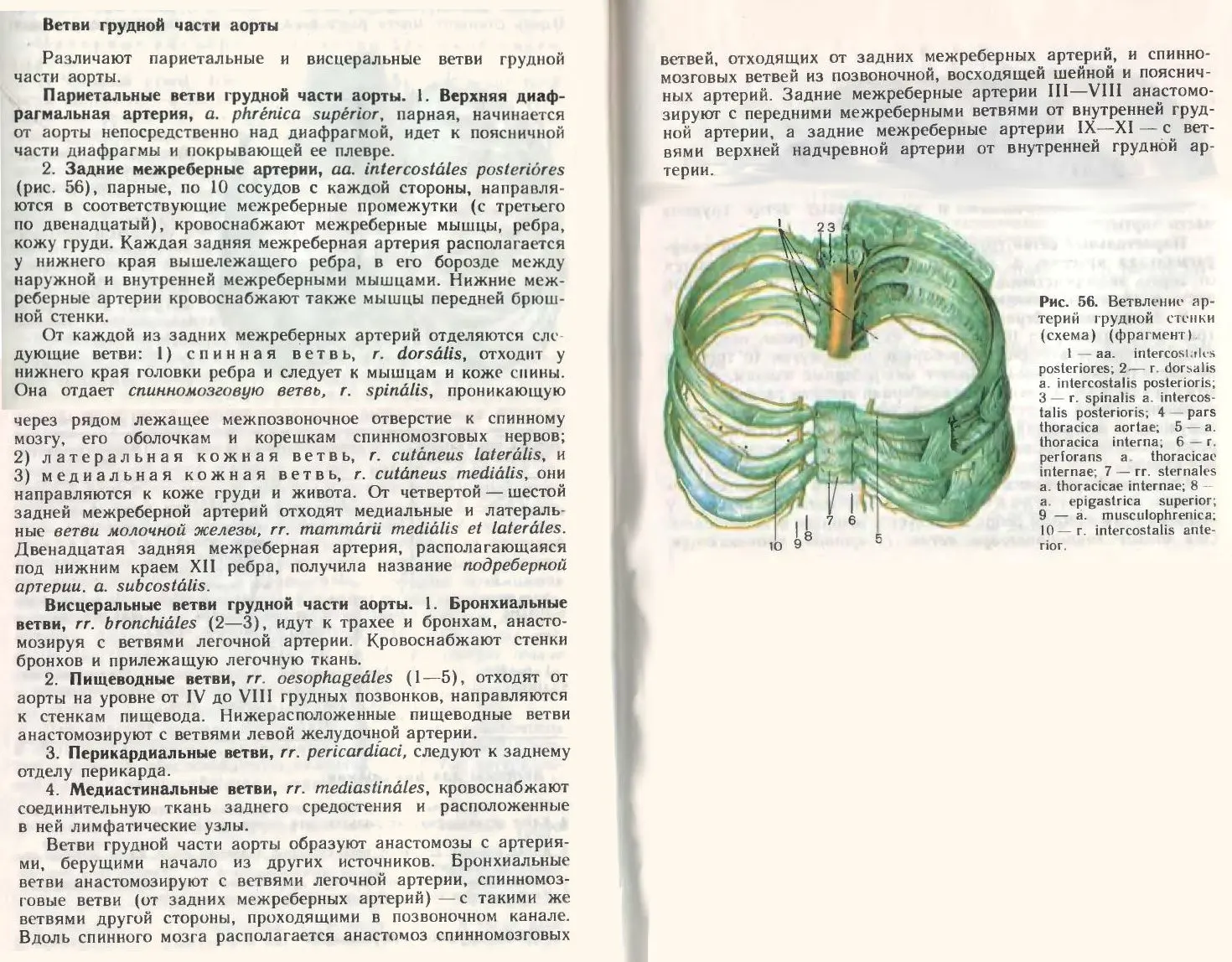 Ветви грудной части аорты