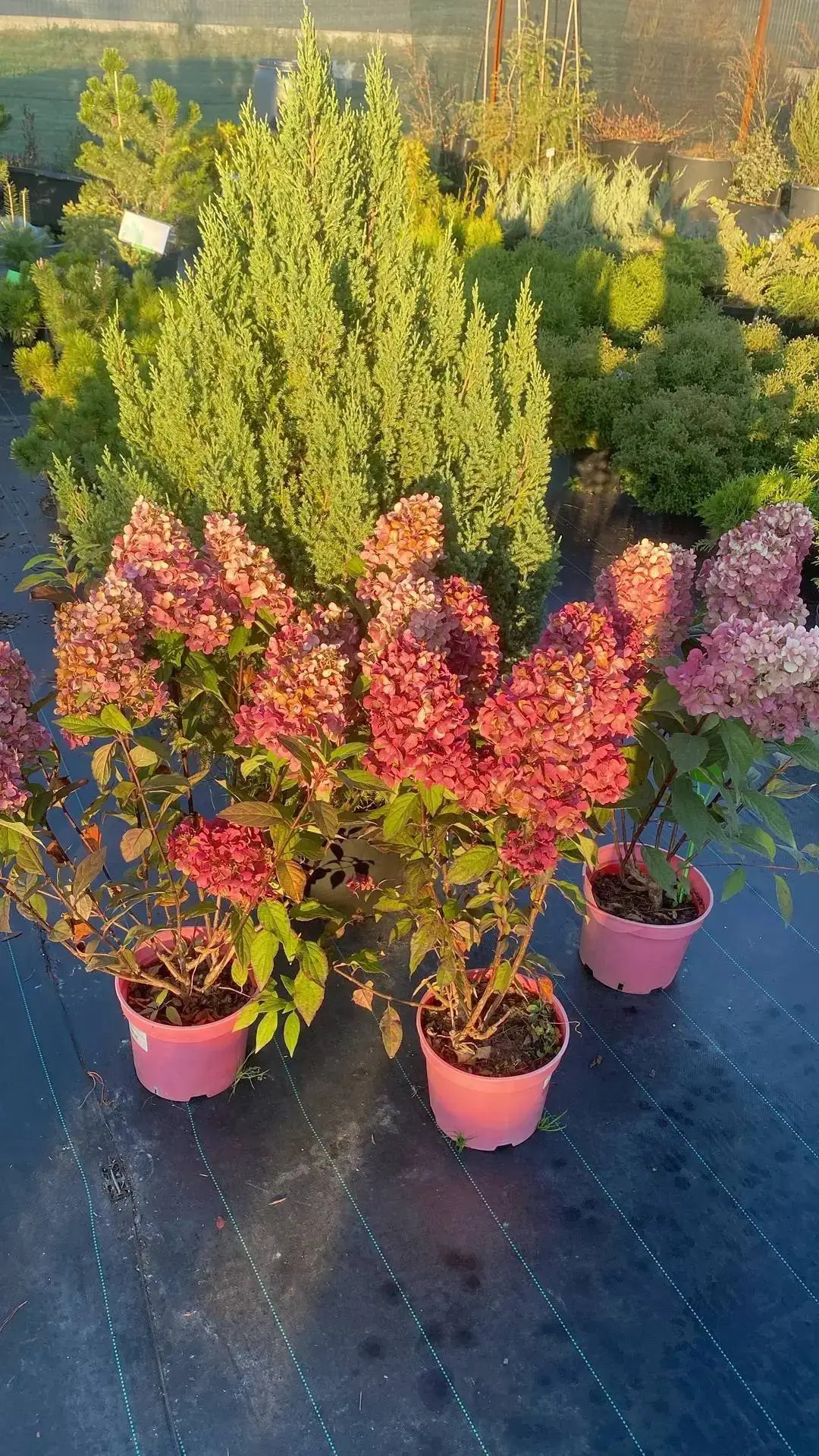 🌿 САДОВЫЙ ЦЕНТР «МАТУР ГАРДЕН» 🌿