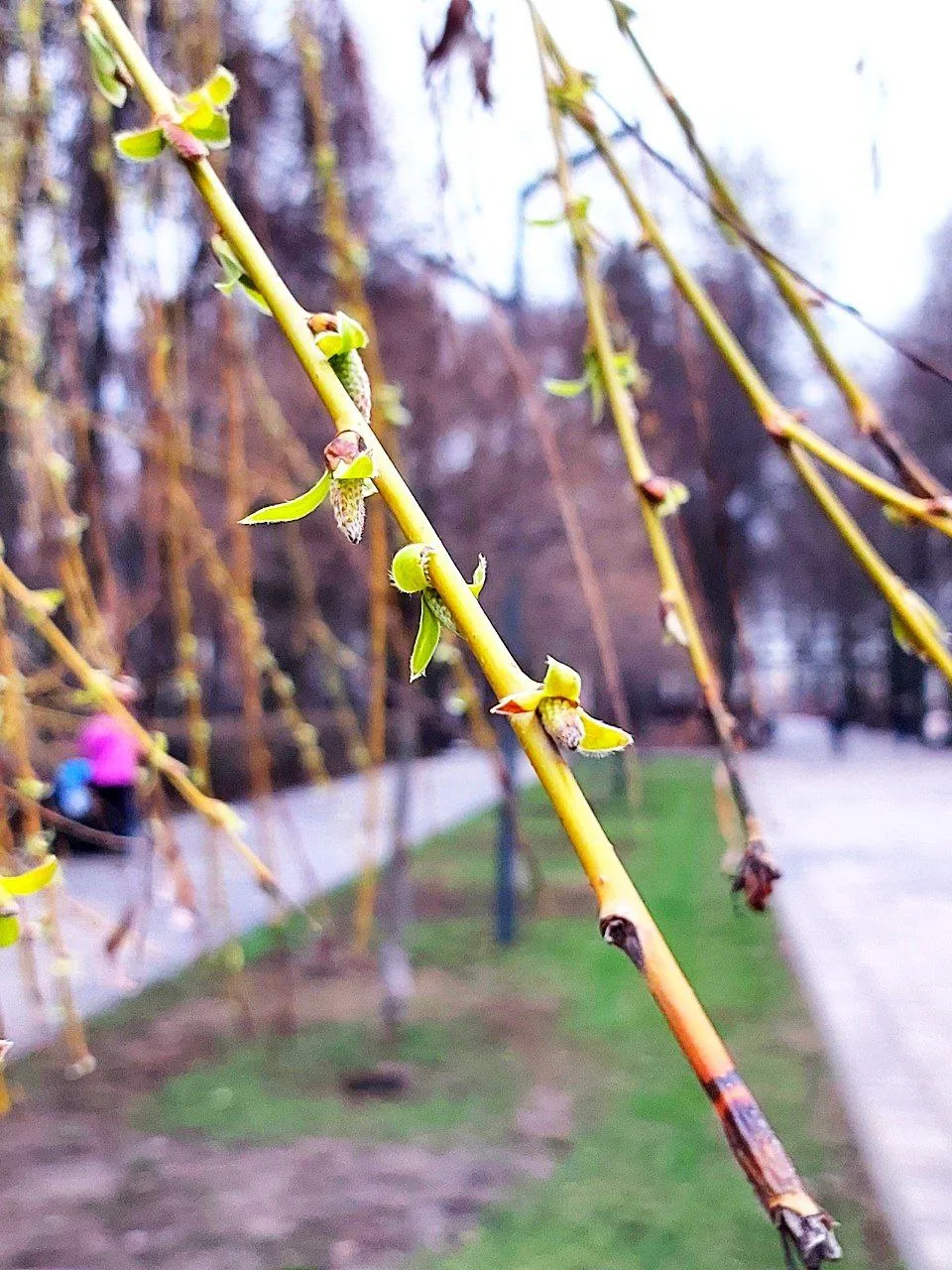 🌸 Быханов сад 🌸  Друзья, Гуляка побывал сегодня в Быхановом саду - красота неописуемая! 😍 Цветение н
