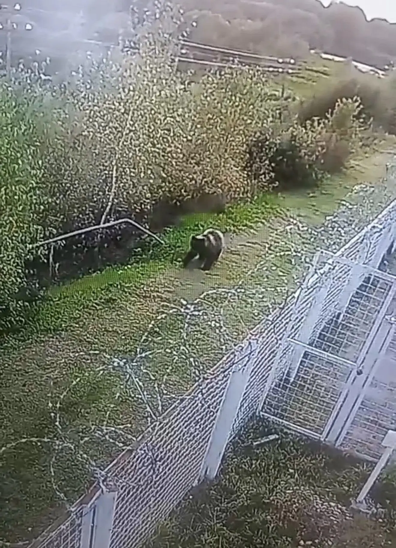 МЕДВЕДЬ ГУЛЯЕТ РЯДОМ С КОСТРОМСКОЙ ДЕРЕВНЕЙ