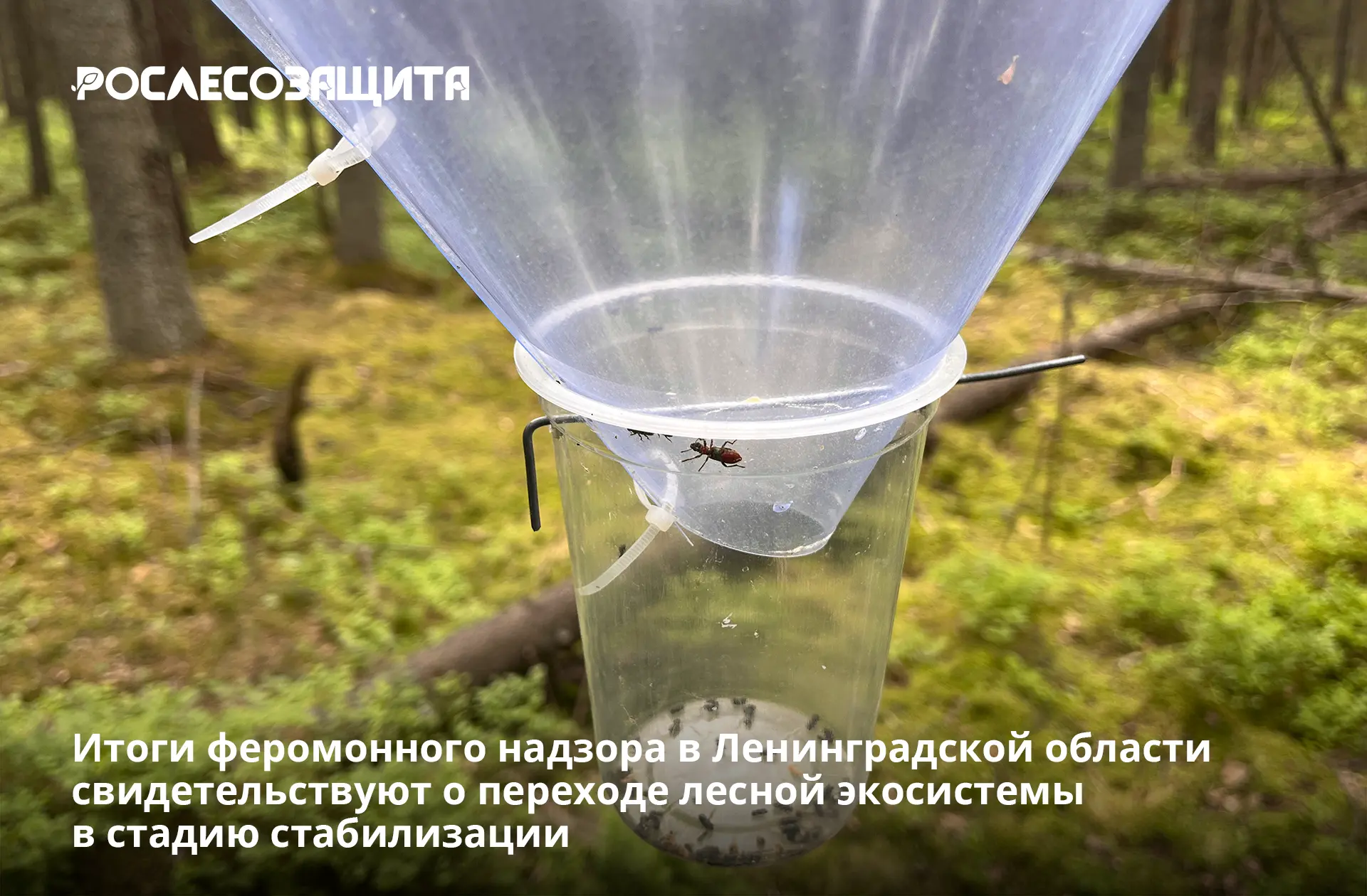🐞 Короед-типограф, по данным филиала Рослесозащиты, продолжает оставаться наиболее опа...