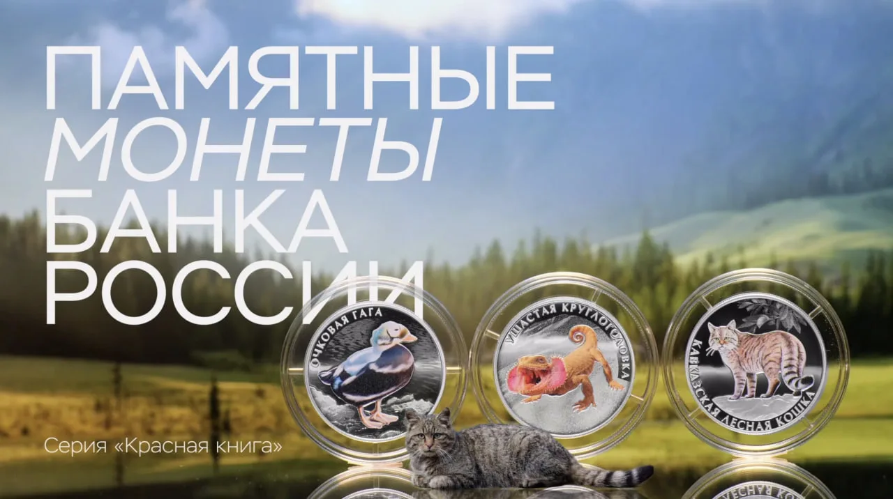Очковая гага, ушастая круглоголовка и кавказская лесная кошка... Нет, админ не ошибся ч...