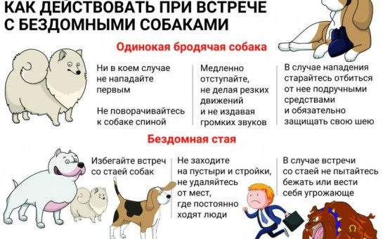 Памятки_Бездомные животные