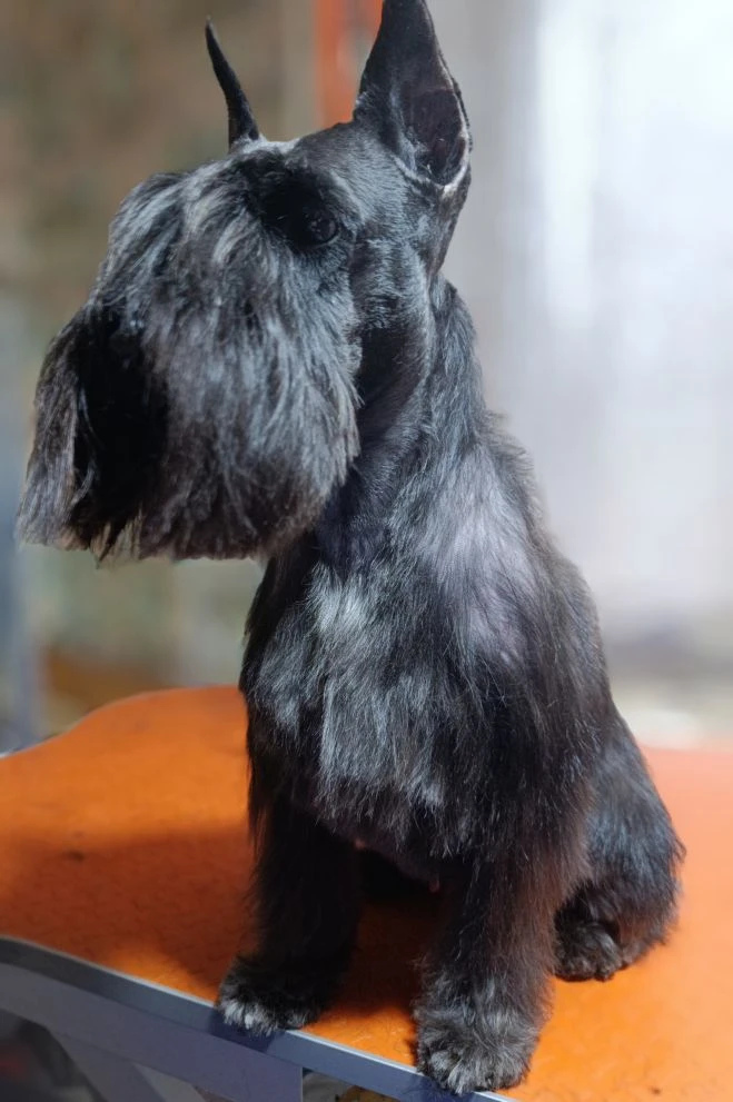 🐾🫧🛁🧽✂️🐩✨