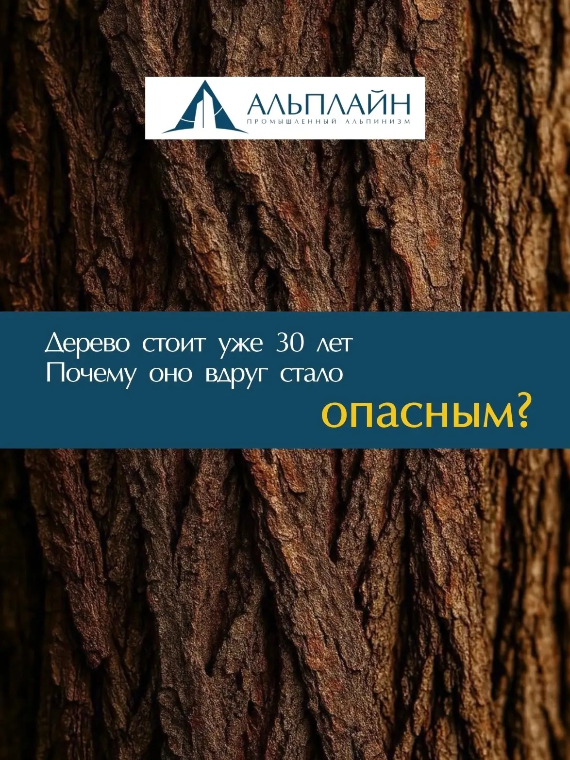 🌳 Дерево стоит уже 30 лет. Почему оно вдруг стало опасным?