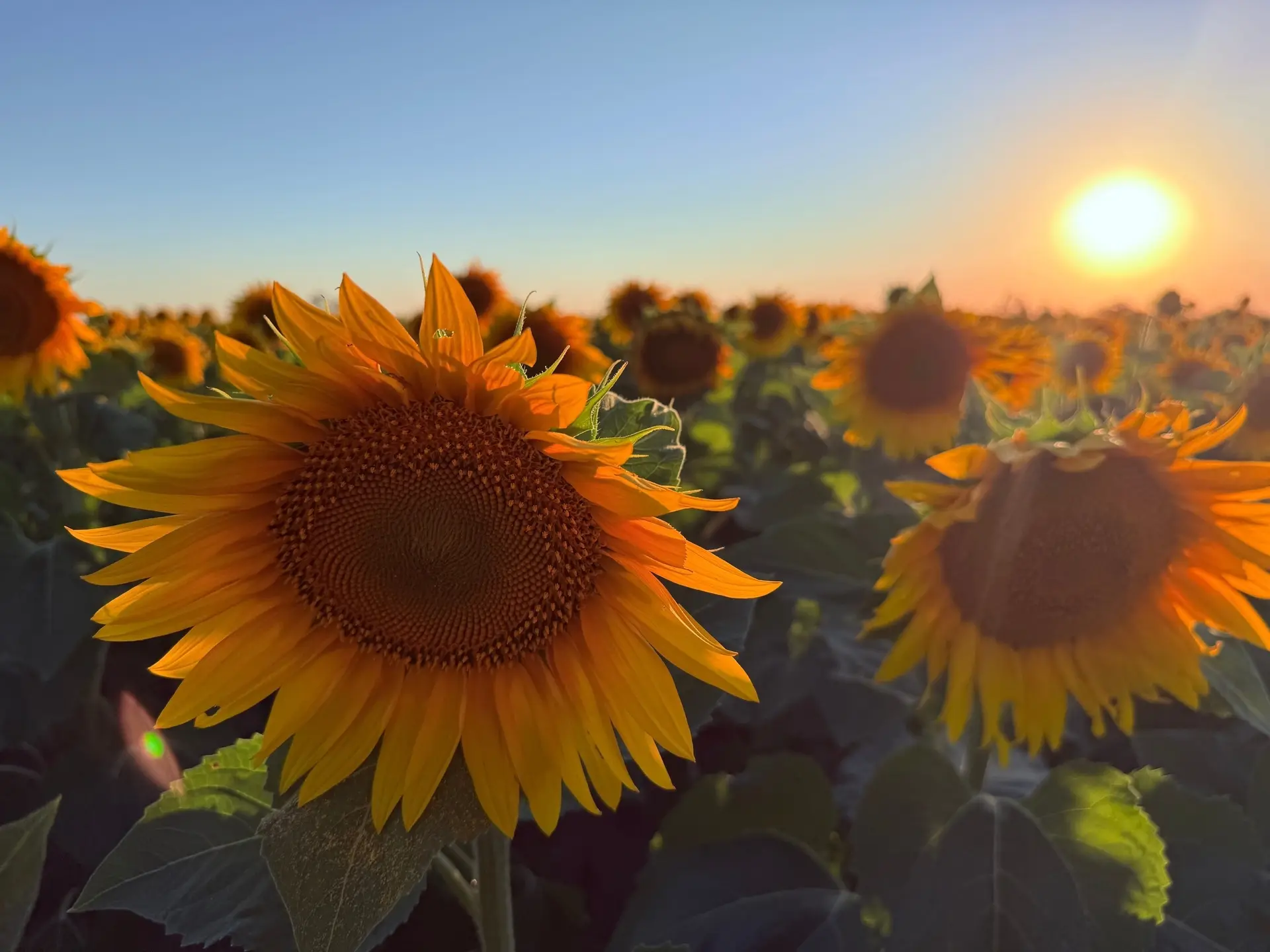 🌻 Символ солнца и казачьей верности: наш любимый подсолнух!

Он словно маленькое солнышко, которое 
