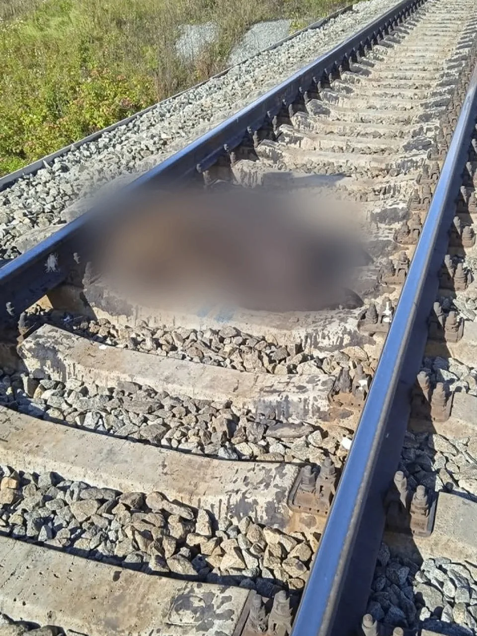 Медведи попадают под поезда в Серове и под Ивделем. За сентябрь погибли уже три медведя.