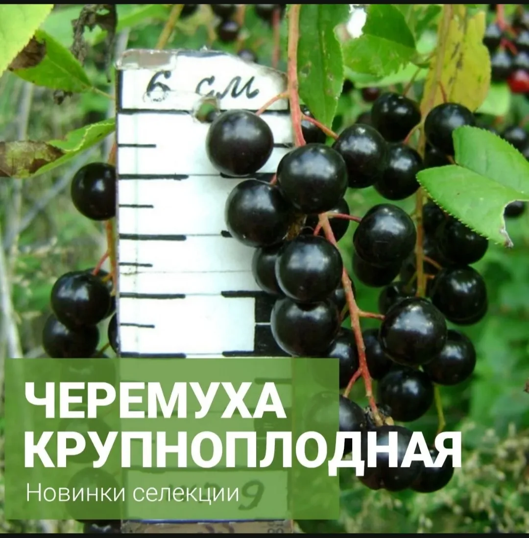 В этом сезоне у нас Новые сорта черёмухи!