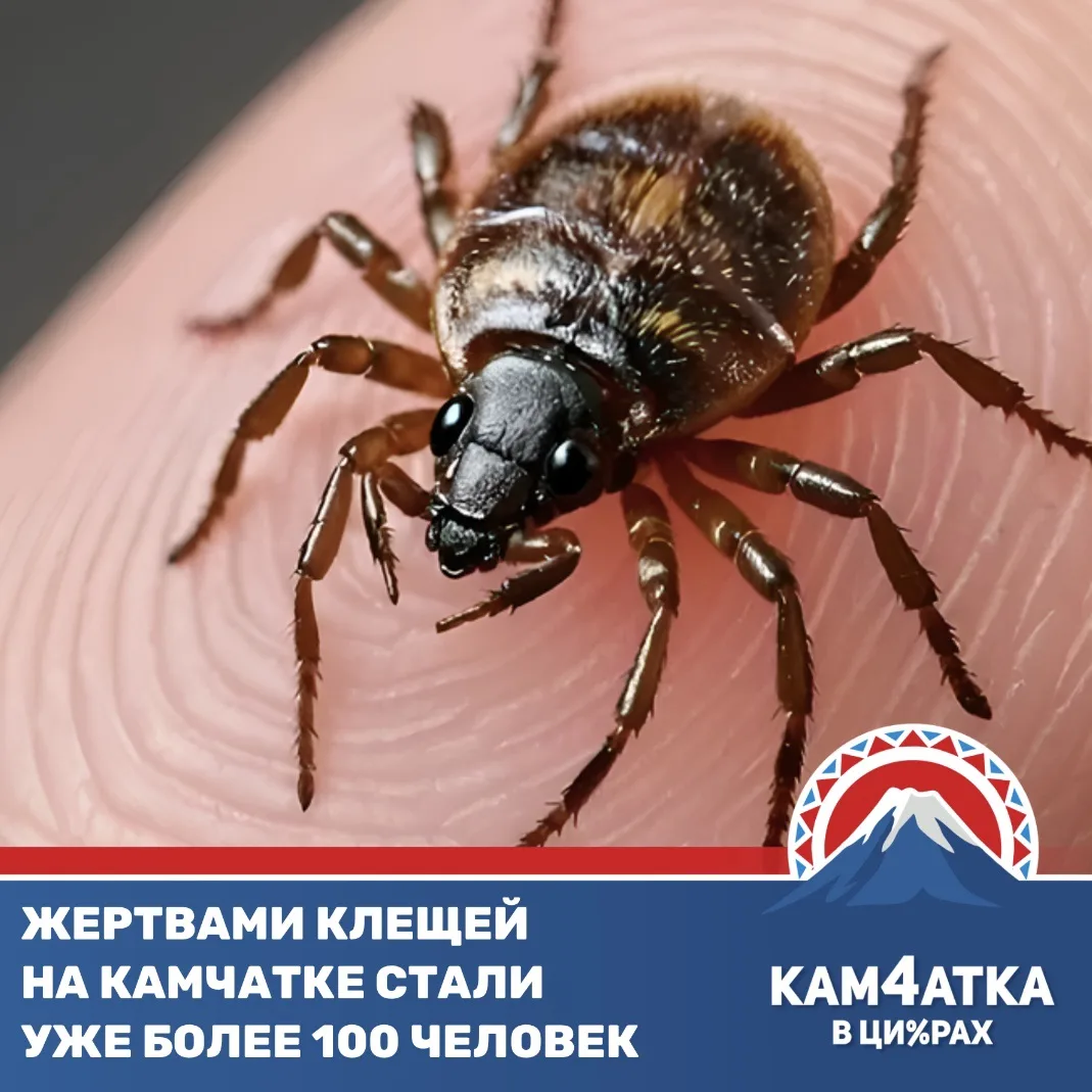 Клещи на Камчатке стали атаковать жителей почти в 2 раза чаще