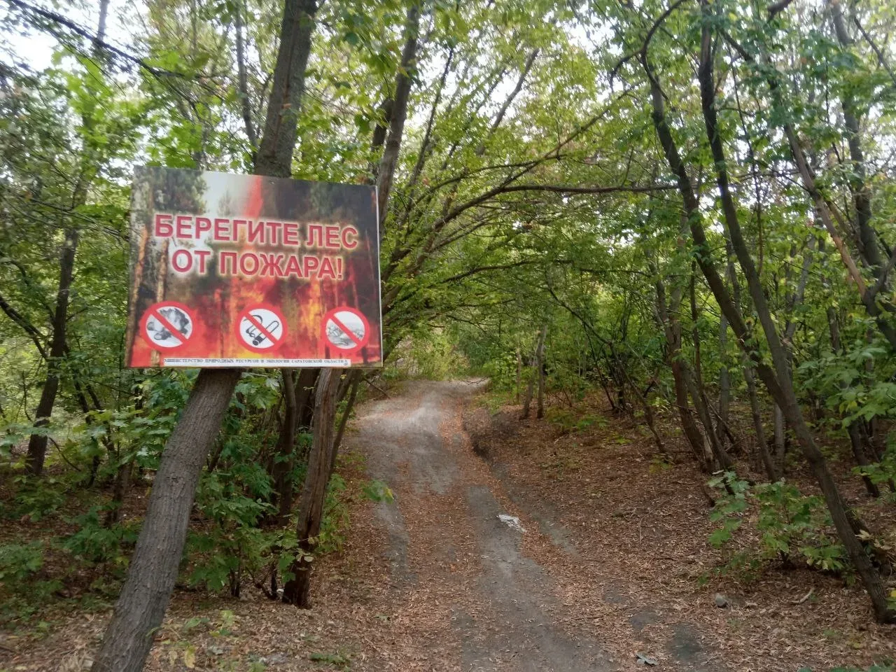 В лесах Саратовской области начался пожароопасный сезон