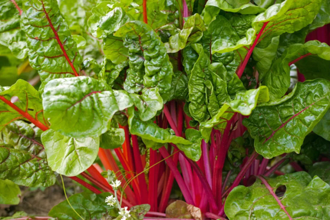 МАНГОЛЬД   🌱 Мангольд - это листовая свекла, которая обладает огромным спектром полезных свойств. Эт