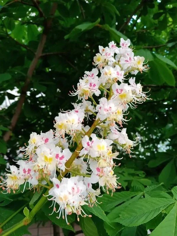🌸 В Павшинской пойме распустились каштаны.  Тот самый короткий момент в мае, когда деревья вдруг ста