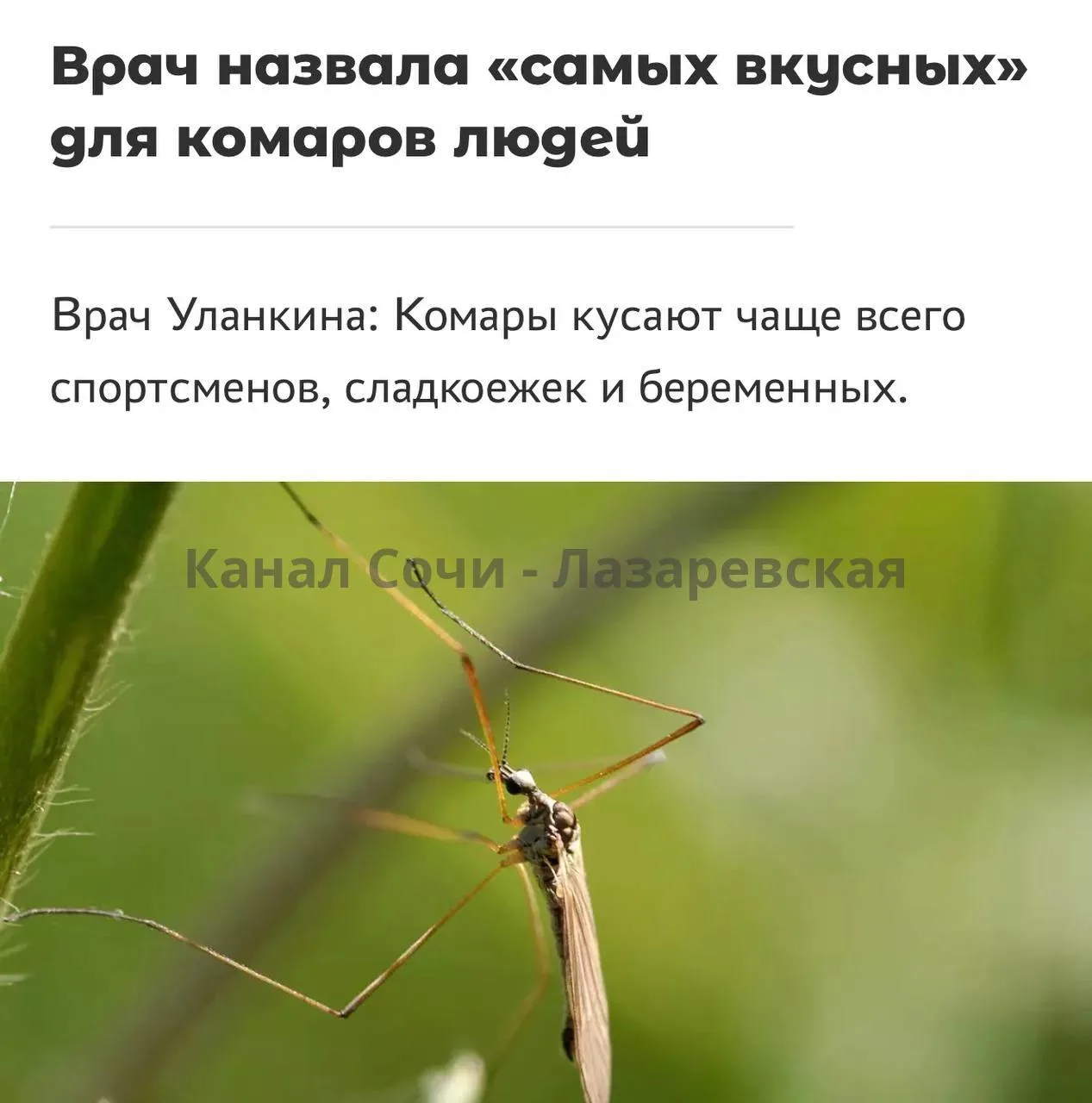 Сладкоежки признаны ходячей мишенью для комаров — об этом предупреждают врачи.

По словам специалист