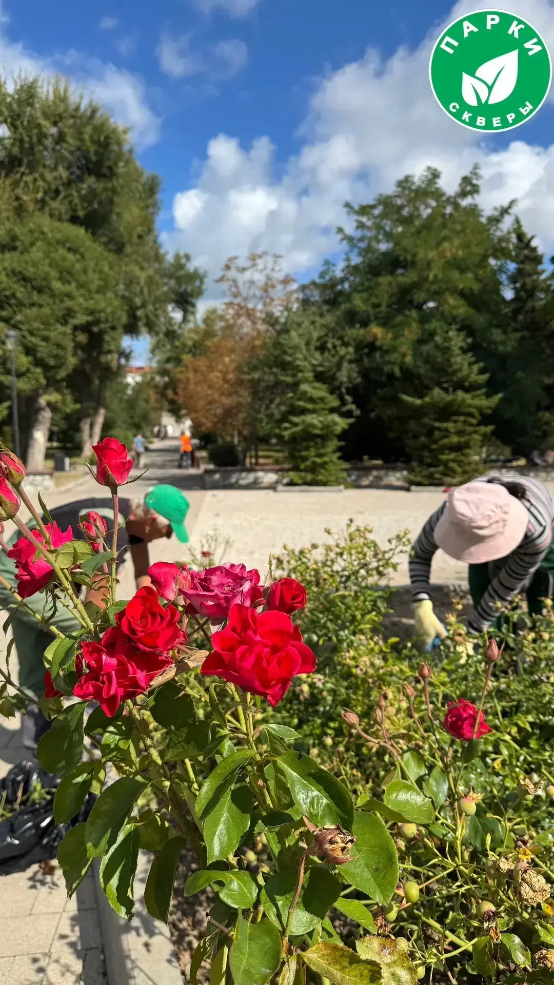 🌹 В сквере Ленинского Комсомола специалисты завершили комплекс уходовых работ. Ключевы...