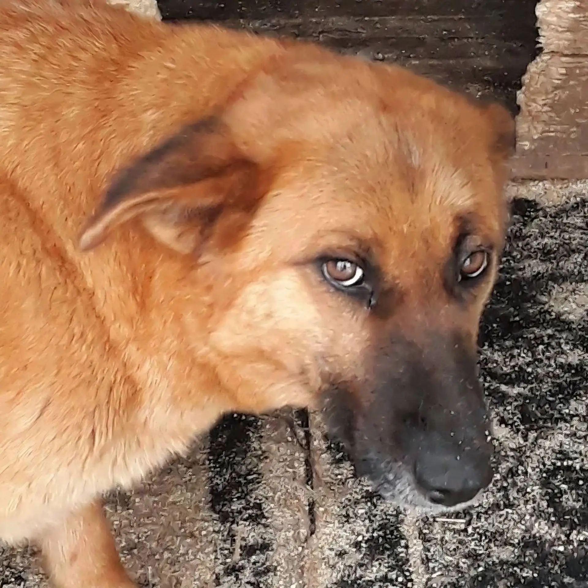 🐕 29 сентября в Апатитах отловлено 2 собаки без владельца. На время розыска собственни...