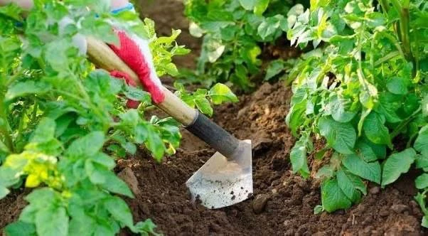 ​Нужно ли часто окучивать картофель? 🥔