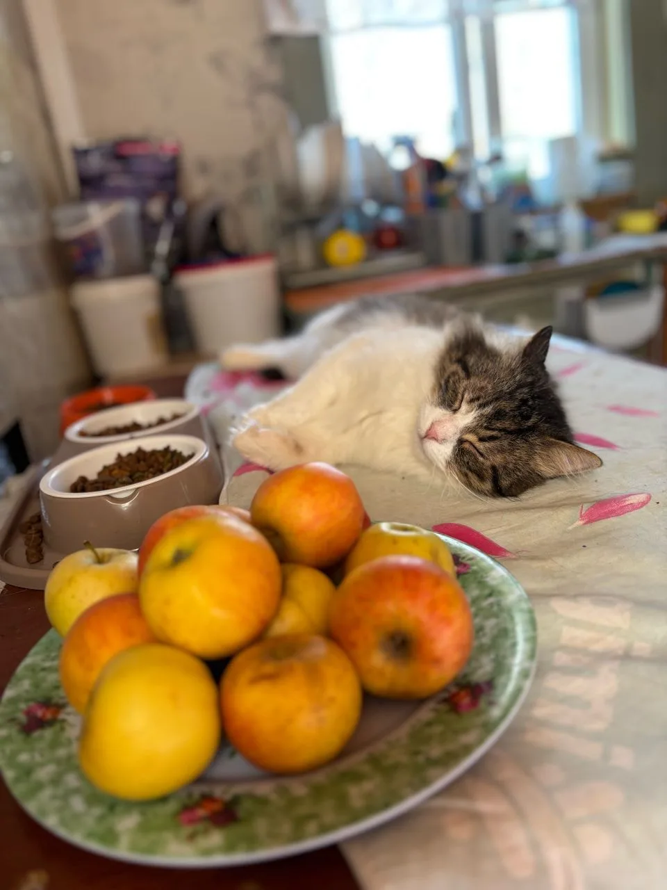У кого кони в яблоках, а у нас коти... 😁