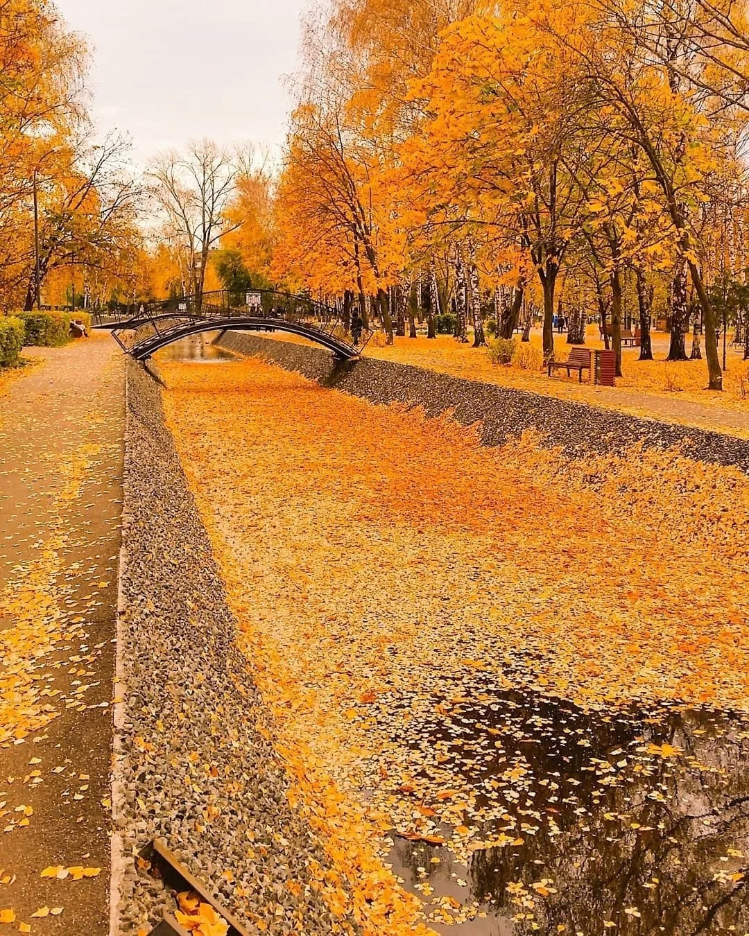 🍂 Парк Урицкого скоро засияет осенними красками