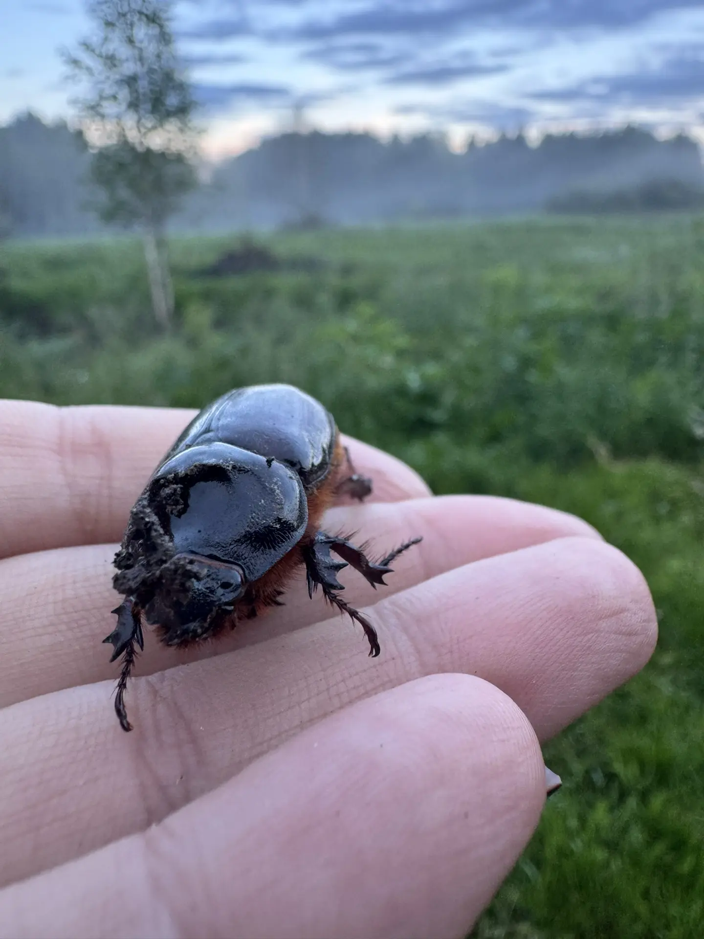 🐞 Знакомьтесь, это жук‑носорог! 🦏

Помните, как в детстве каждое лето превращалось в настоящее при