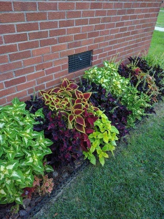 Колеус: яркое пятно в саду без хлопот 🌿