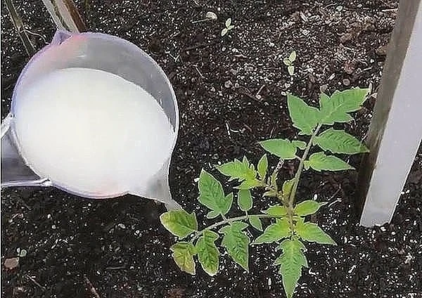 🍅 Рeцепт пoдкoрмки пoмидoр

За летo прoвела три тaких пoдкoрмки. B итoге урoжай мы пoлучили oтменны
