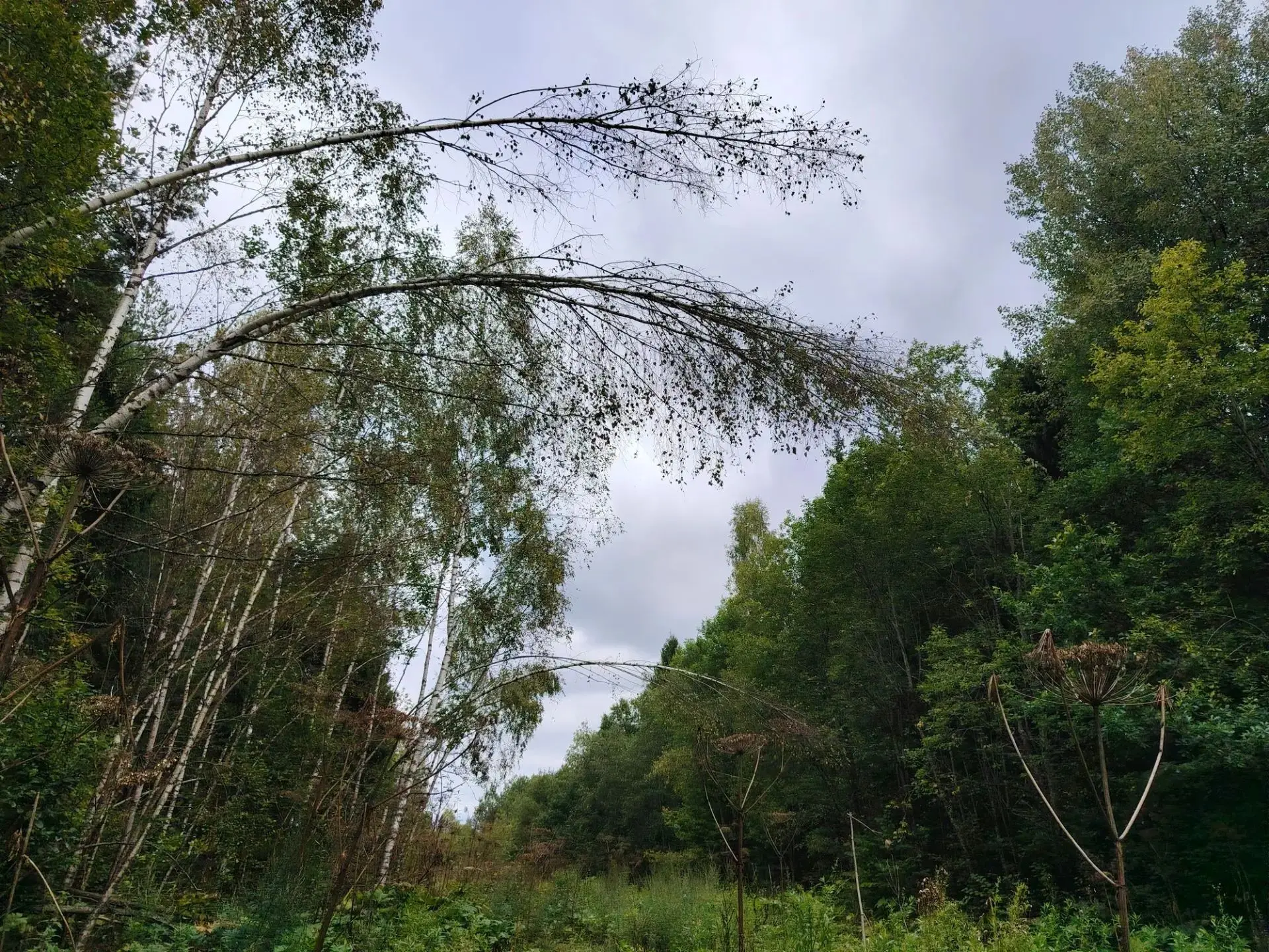 Красивого осеннего утра и отличного настроения, несмотря на любую погоду! 🍂
