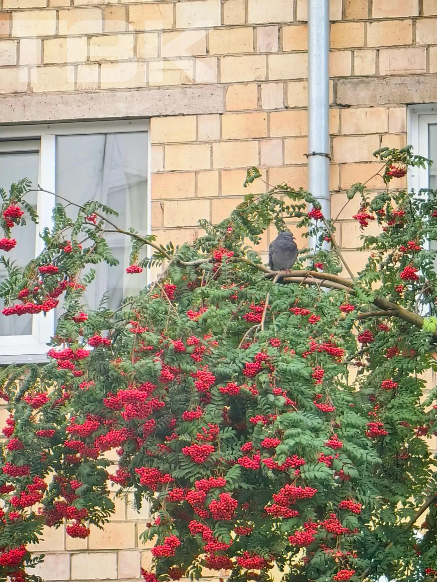Первые выходные октября будут теплыми – синоптики обещают до +16°C