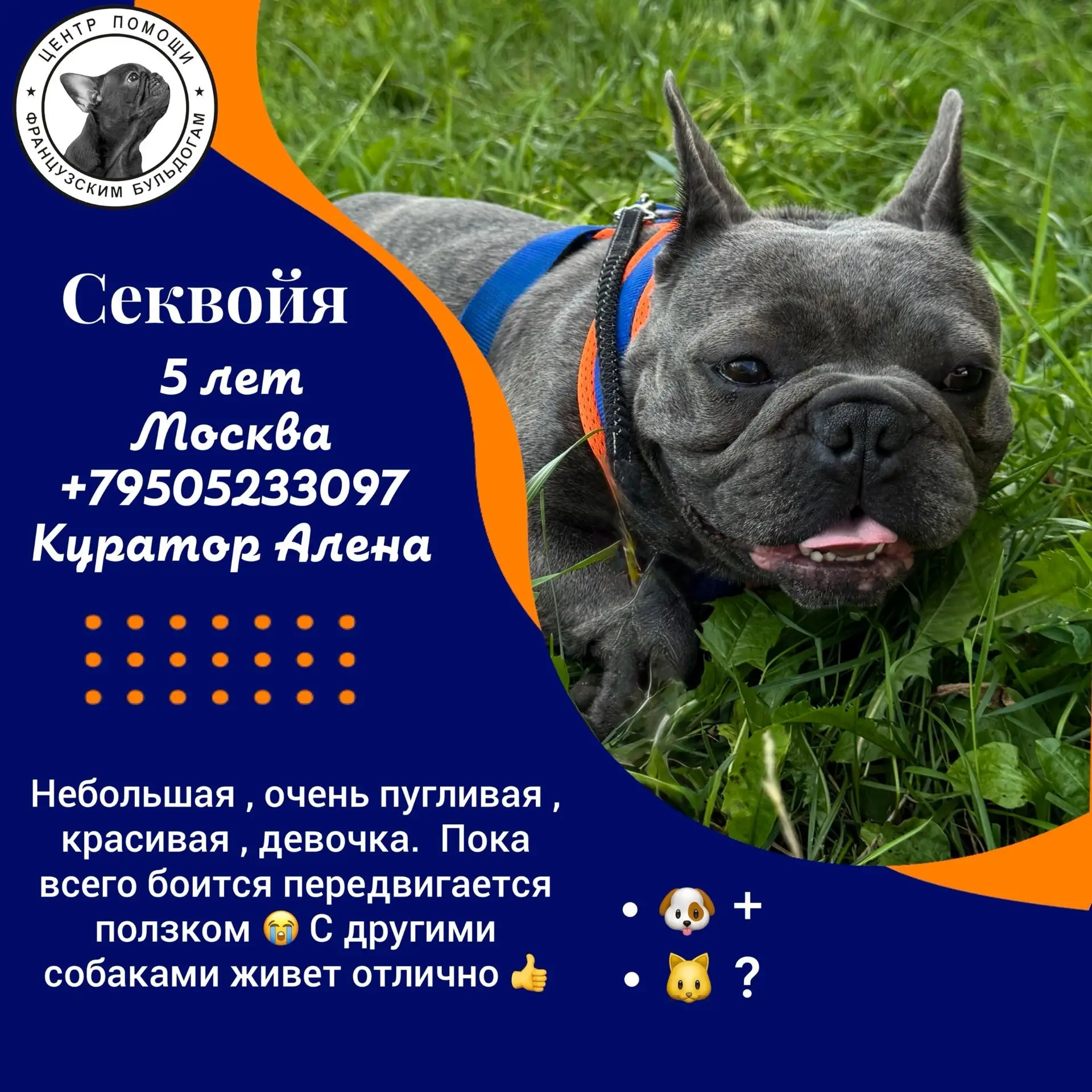 Две французские булочки ищут мам и пап: Белоснежка Гульнара и Серая мышка Секвойя 🐾