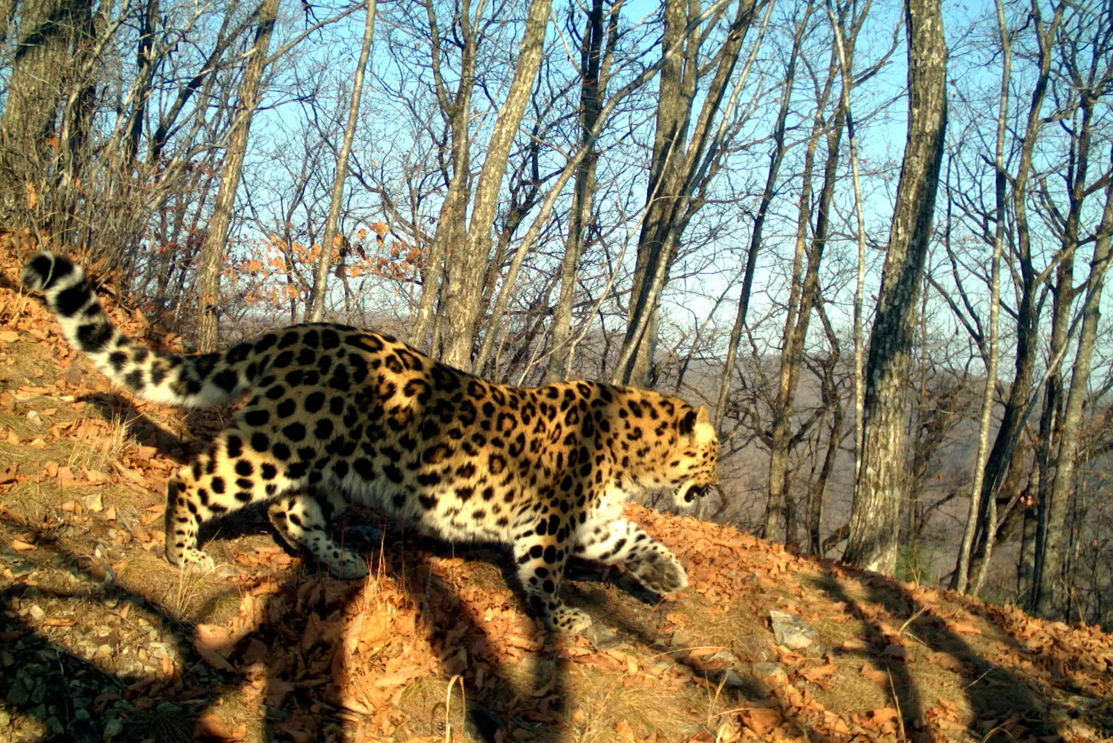 Знакомьтесь — Leo 285M, у которого появилось имя — Юнги 🐆  Молодой самец дальневосточного леопарда L