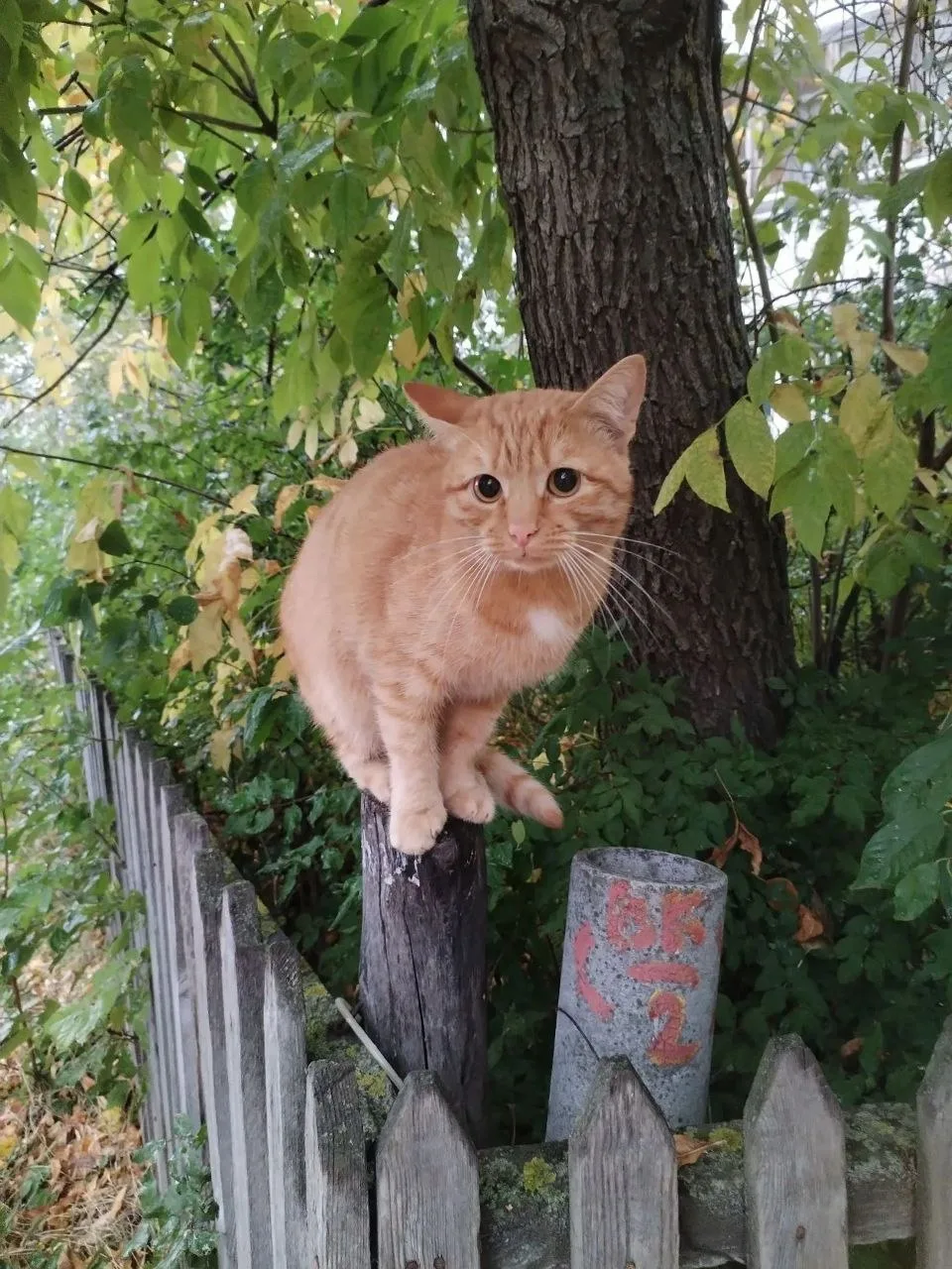 🐈 Рыжий кот на заборе у пр. ГАЯ, 67