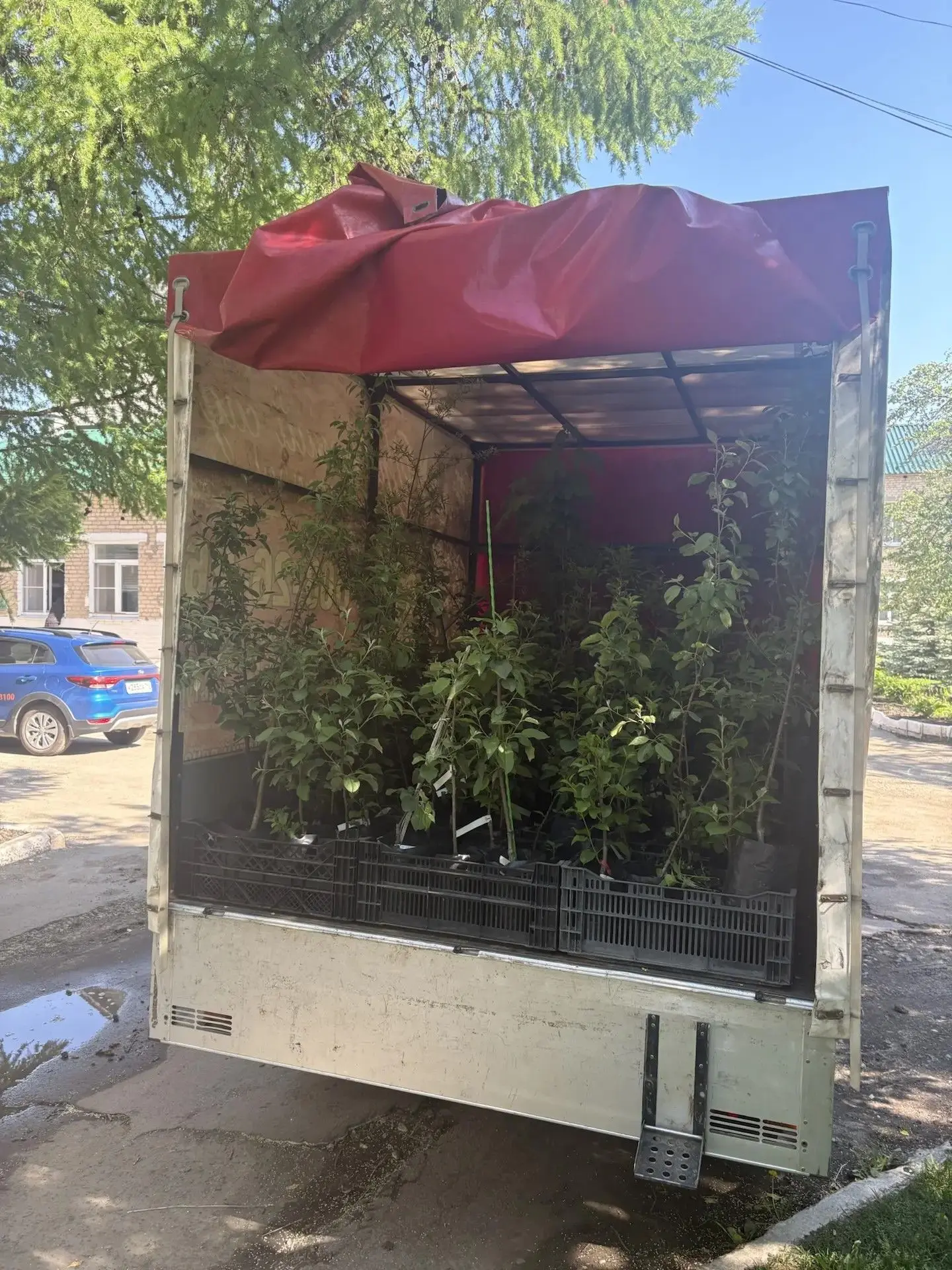 Питомник Крапивиных- помощь в озеленении.