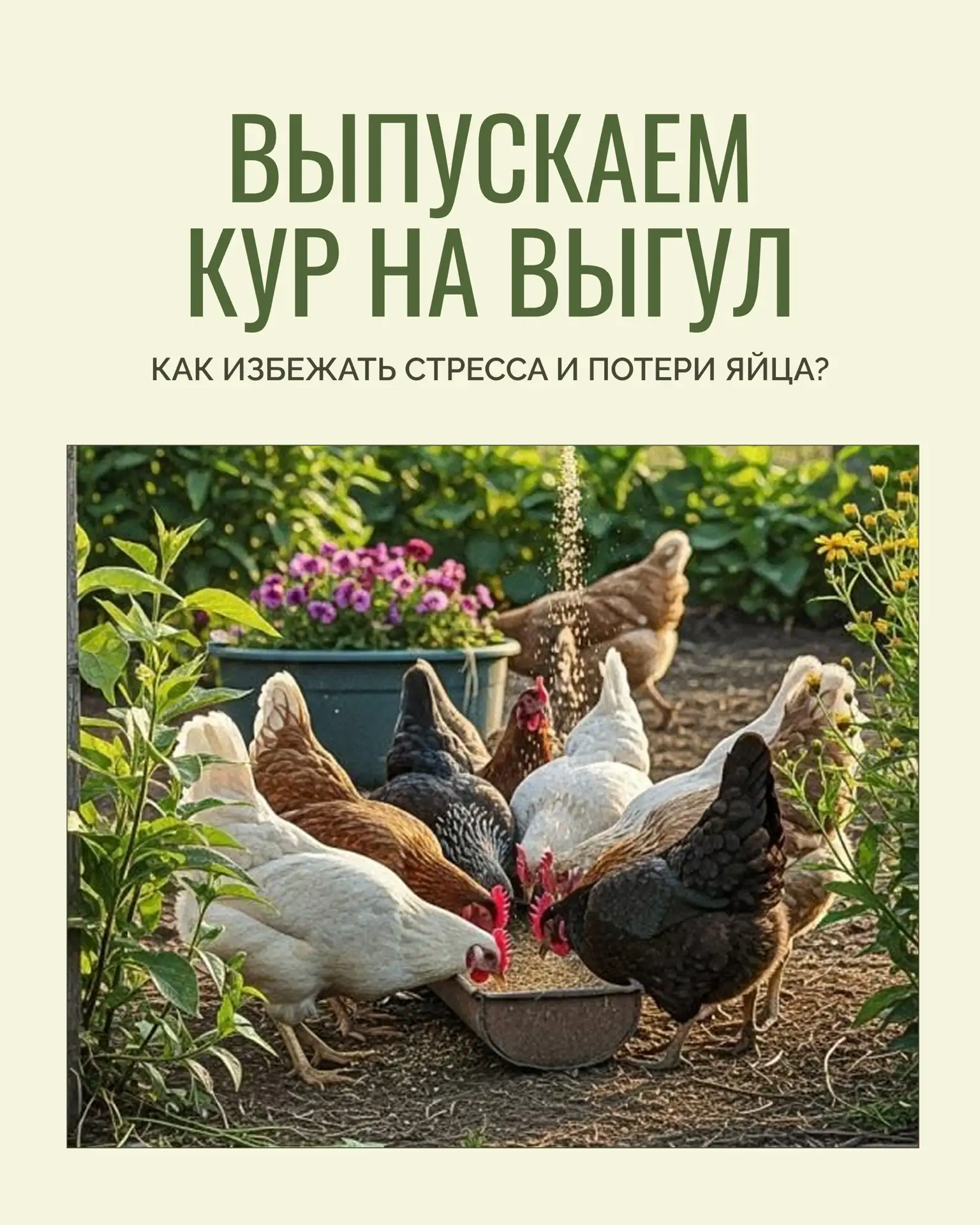 Так хочется поскорее выпустить кур на свежую травку! (Как только закончится апрельский ...