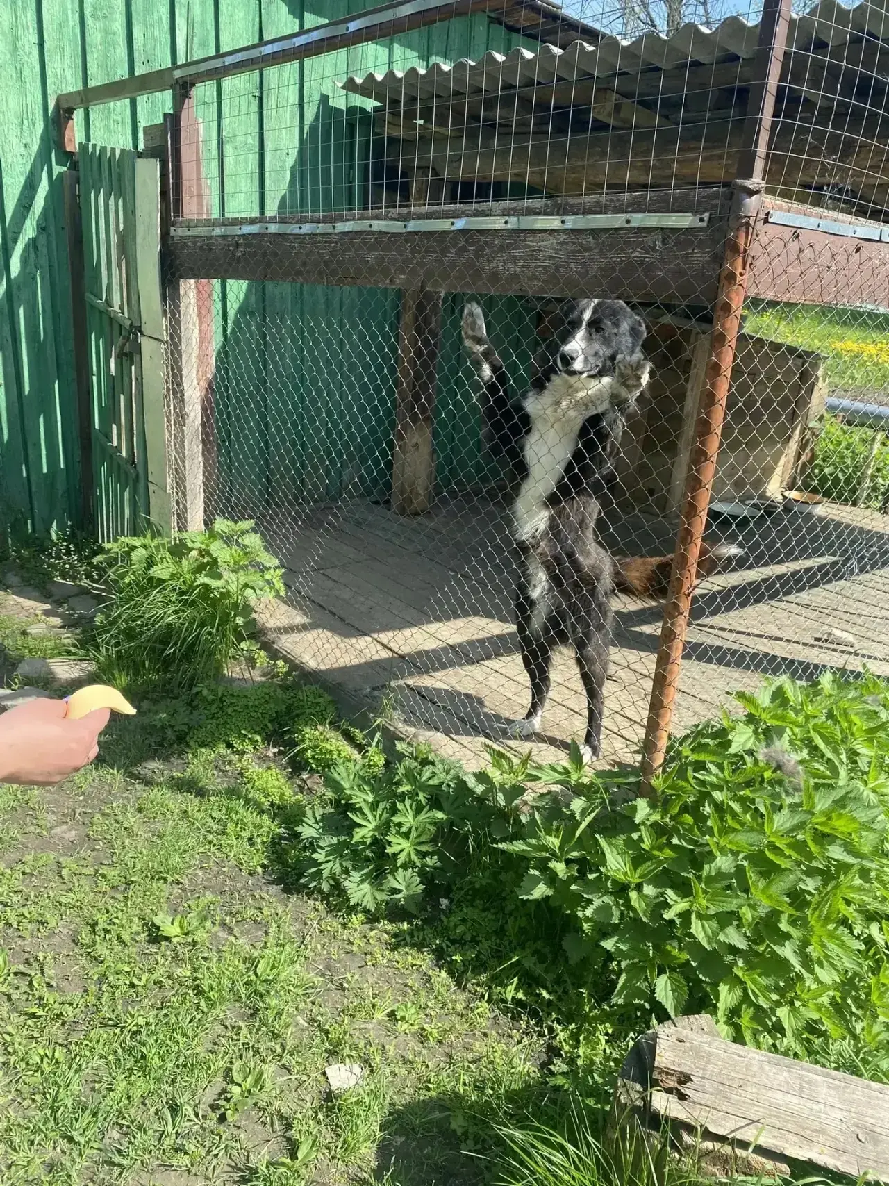 ✨2 июля — Международный день собак!