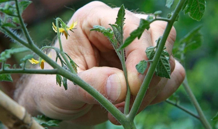 🍅 ПАСЫНКОВАНИЕ ТОМАТОВ В ИЮЛЕ: делаю так — и кусты не узнать за неделю!
Весенние правила летом не р