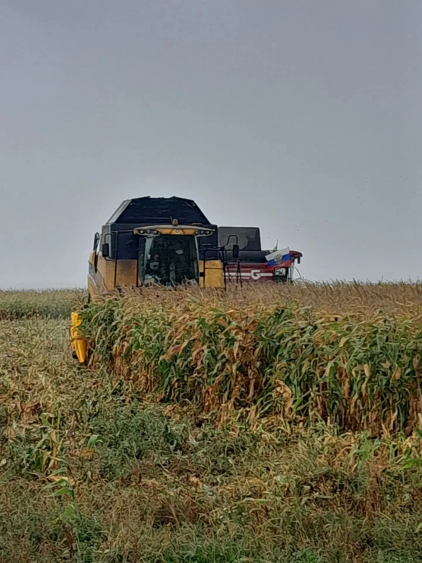 🌽 ООО АФ «Кырлай» хужалыгында кукуруз сугу эшлэре бара! Быел мэйдан 200 гектарны тэшки...