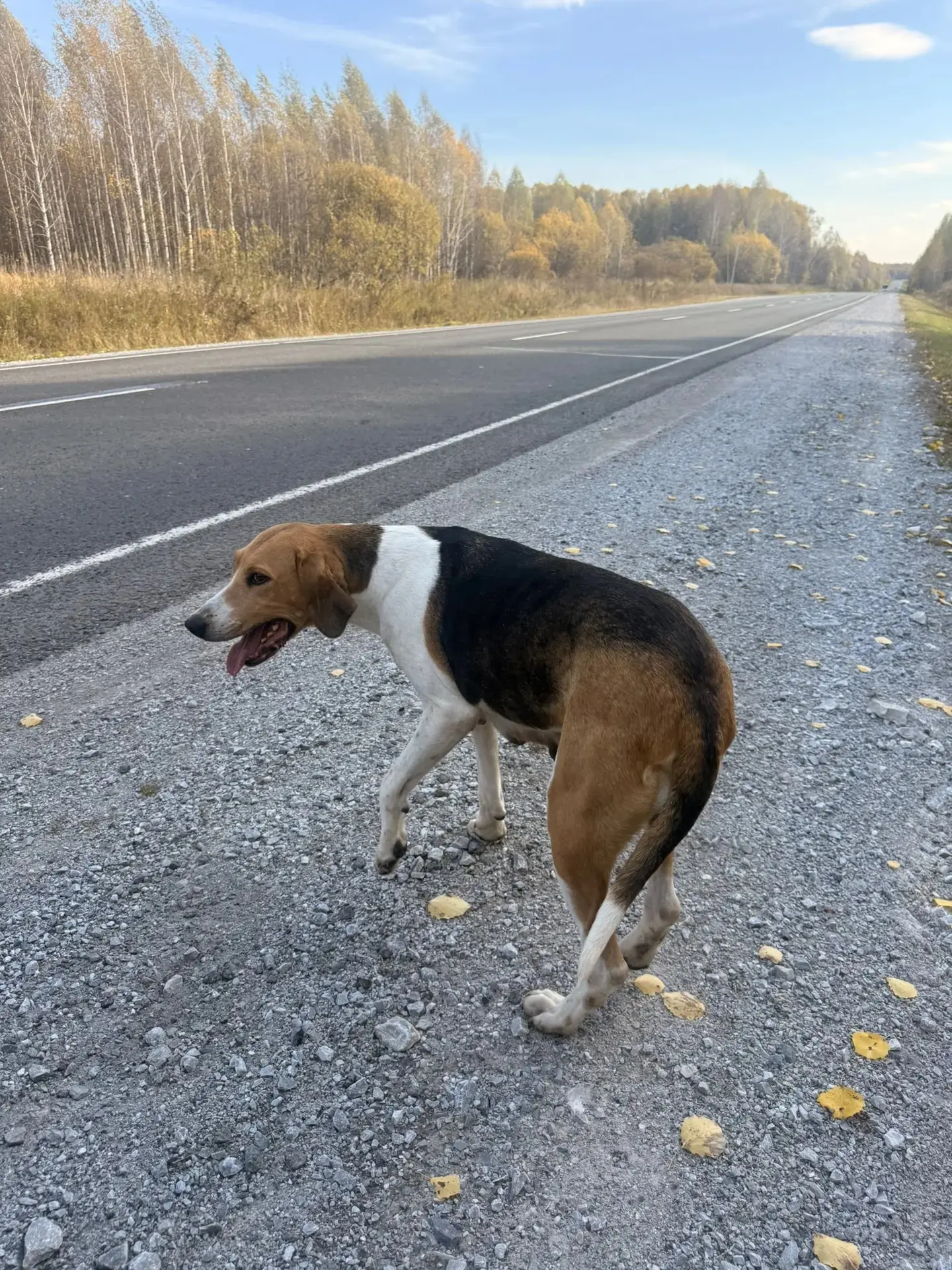 🐕 СООБЩЕНИЕ ОТ НАШЕЙ ПОДПИСЧИЦЫ: