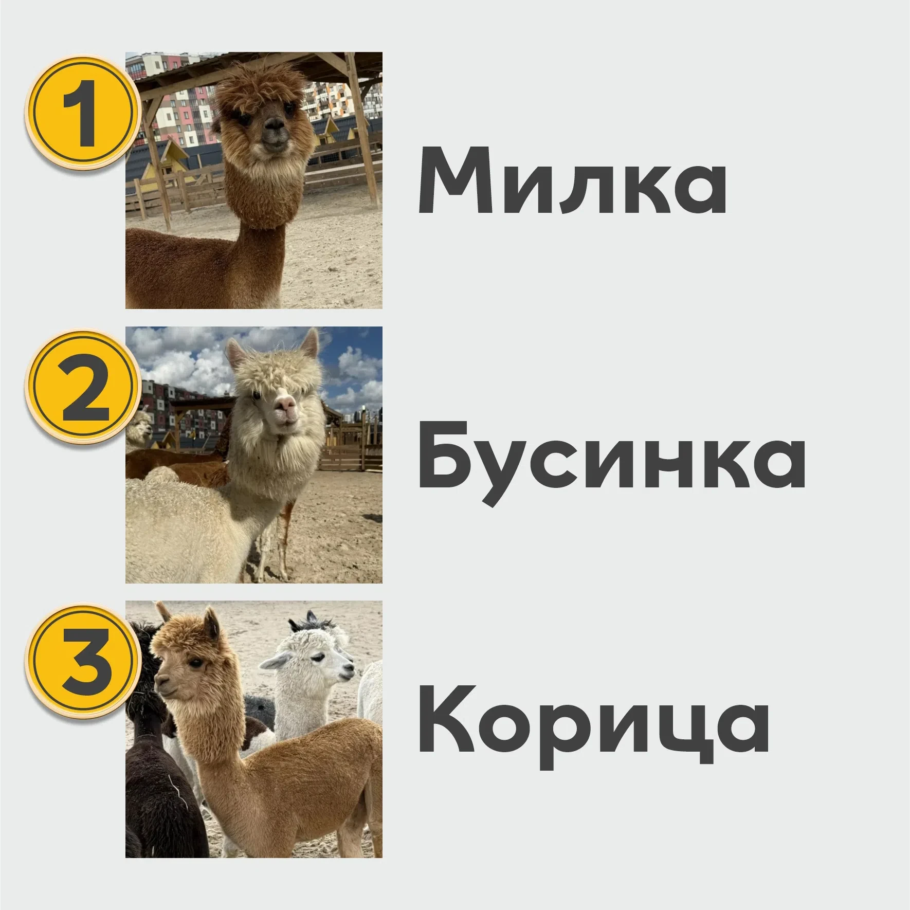 Друзья, у нас отличные новости! 🎉 Мы выбрали первые три имени для наших девочек-альпак...