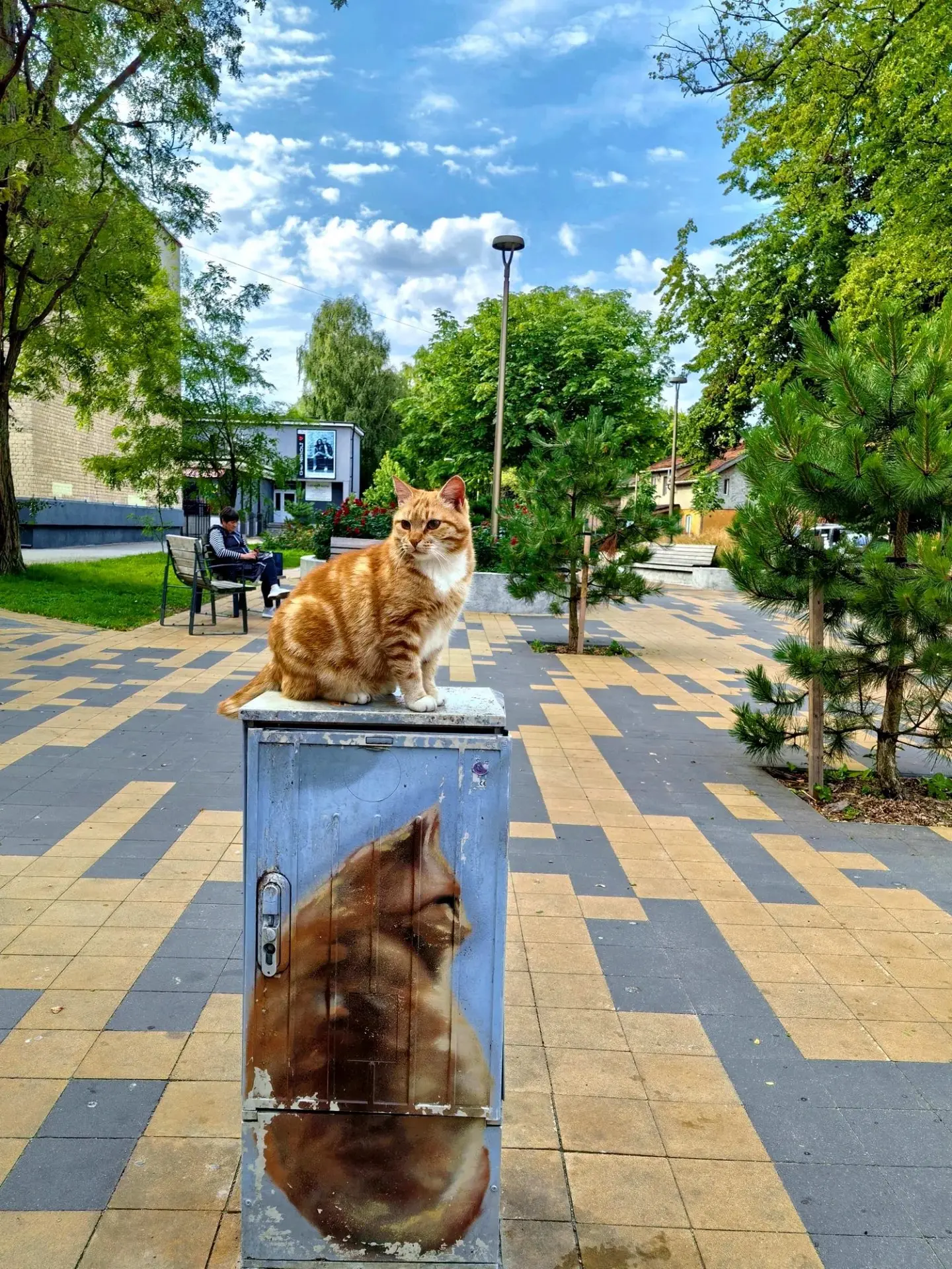 Котомания 🐈