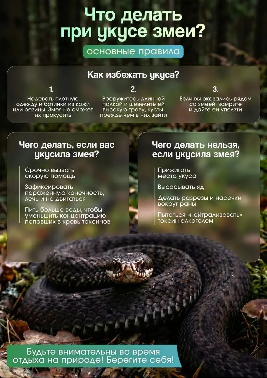 Что делать при укусе змеи?