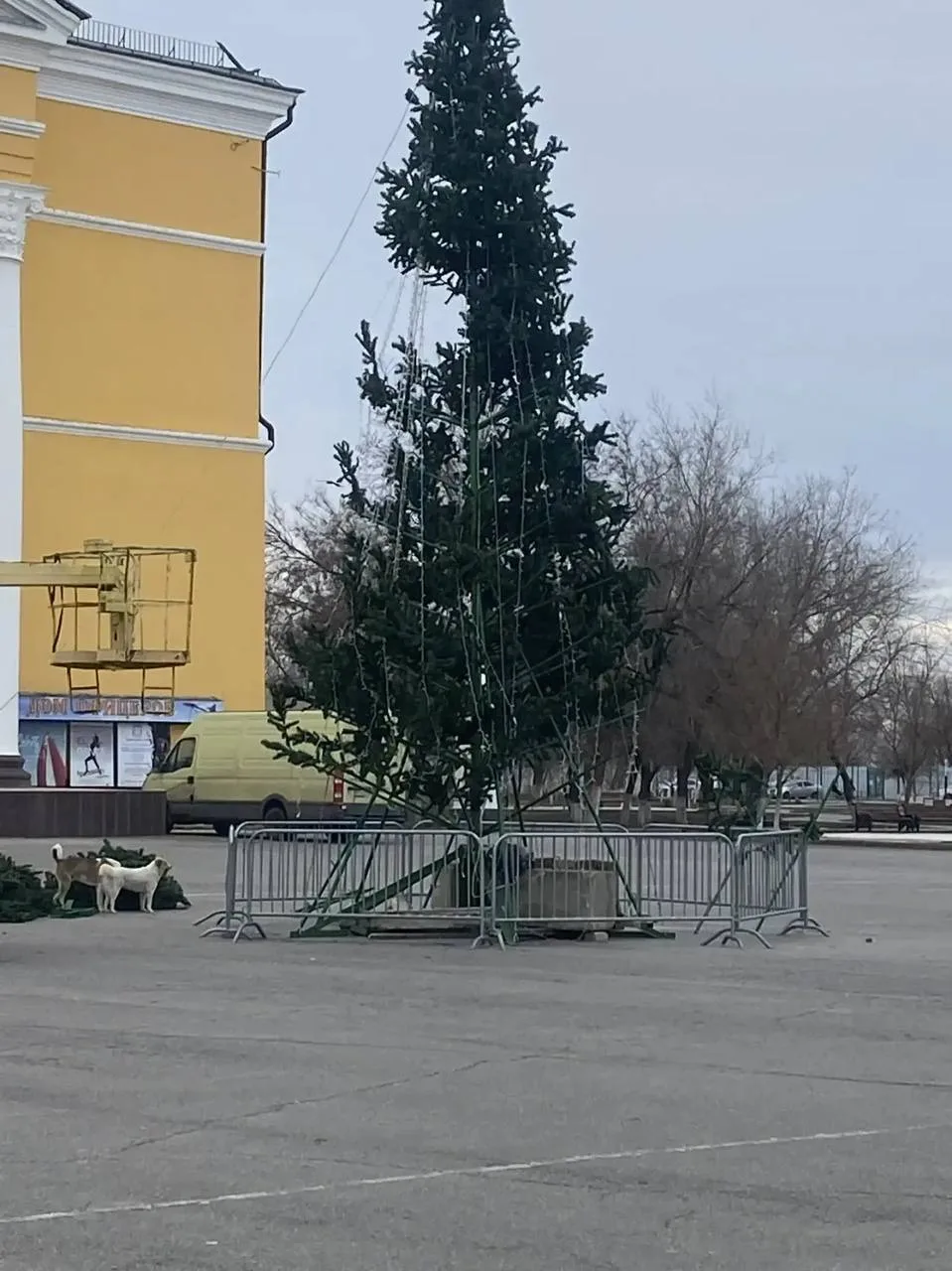 Главную ель города приводят в порядок! Надеемся что до новогодних праздников простоит в целости и со