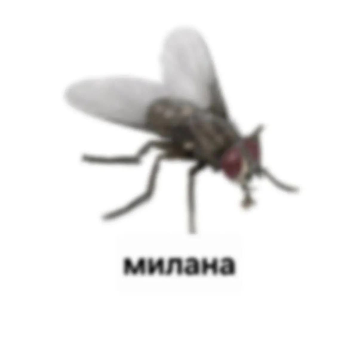кидай милане