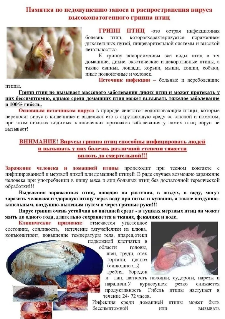 Уважаемые владельцы, содержащие птицу, а также те, кто решил её держать.