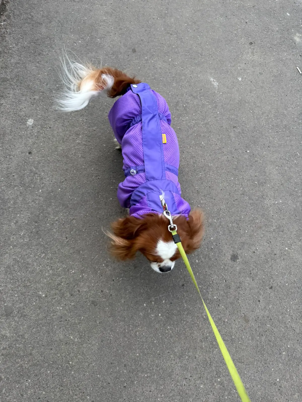 Вот такой красавчик 🐶 Феликс в новом пыльнике.  🤗