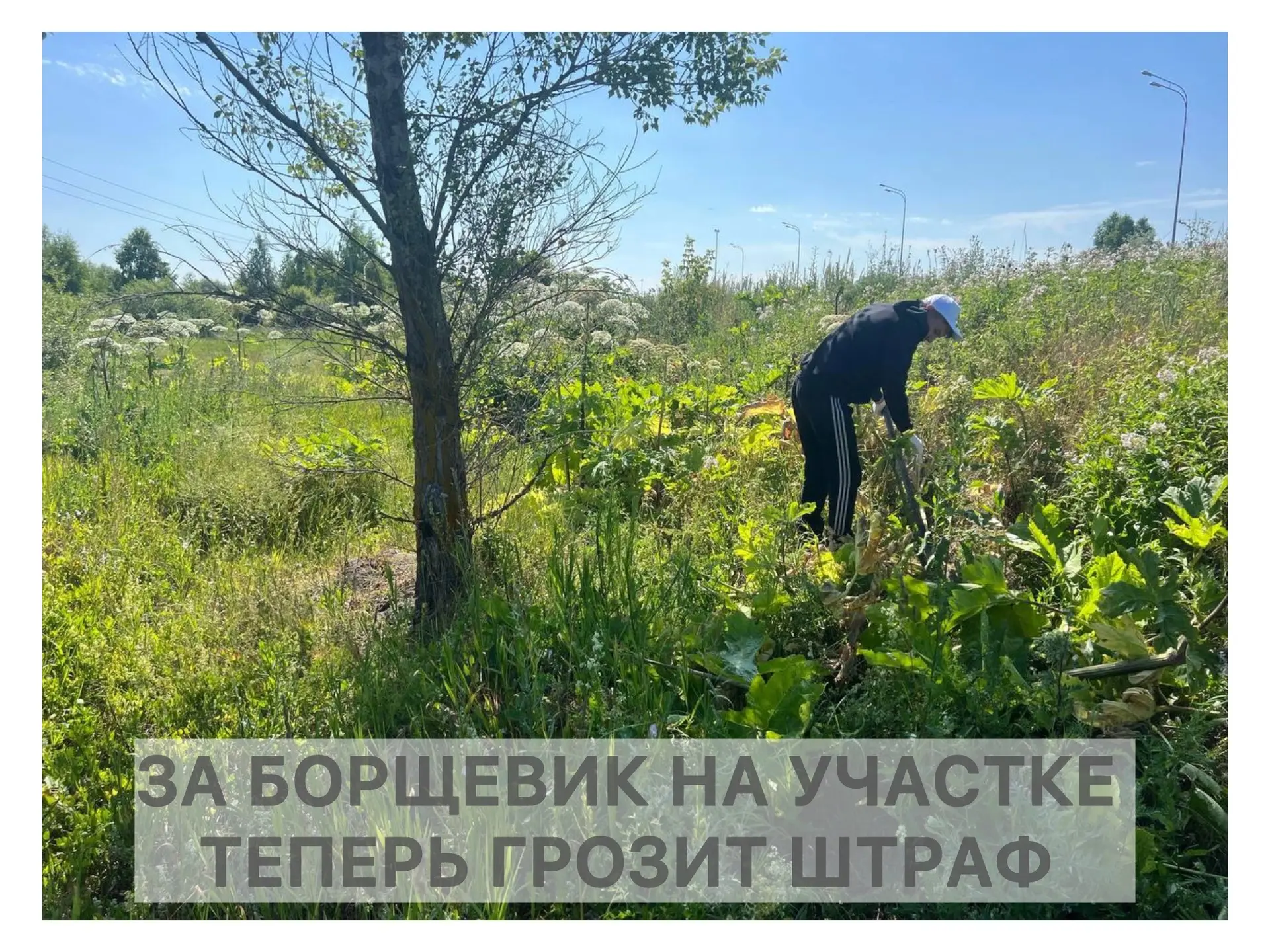 🛑 Внимание: за борщевик на участке теперь грозит штраф  С 1 марта 2026 года в России вступили в силу