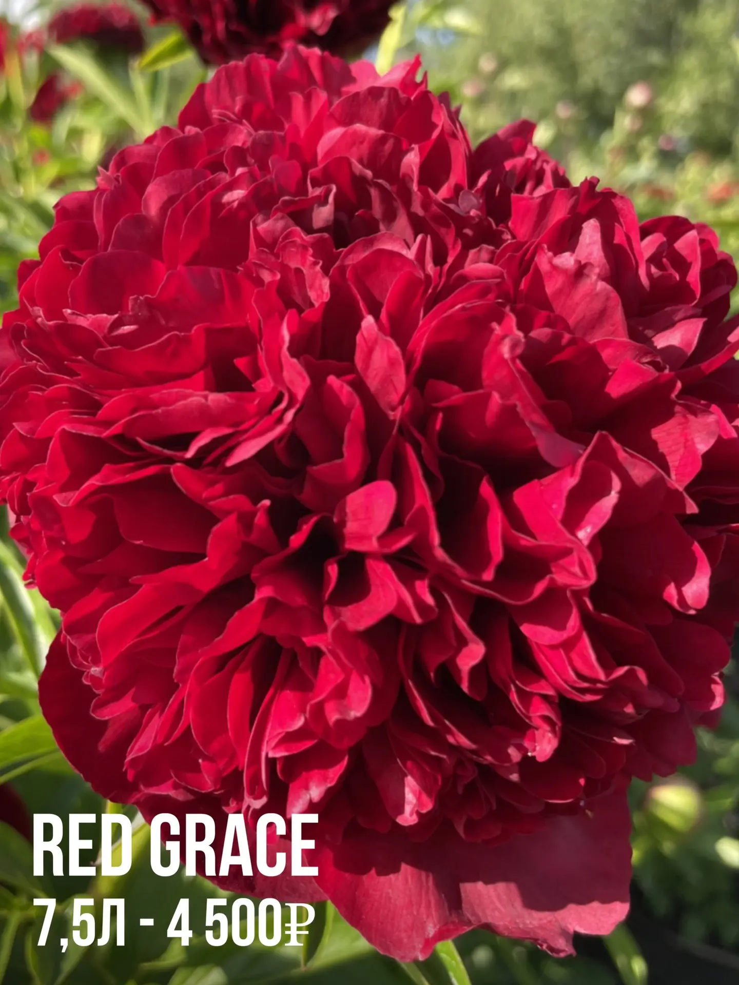 На площадке  и в маточнике цветут ранние пионы!  Красные ‘Red Grace’ и ‘ Red Charm’  Коралловый ‘Sal