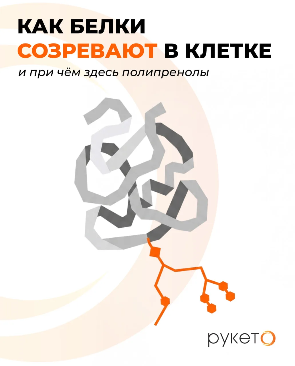 ❓ Что умеют полипренолы

Полипренолы — это не одна молекула, а группа близких по строению изопреноид