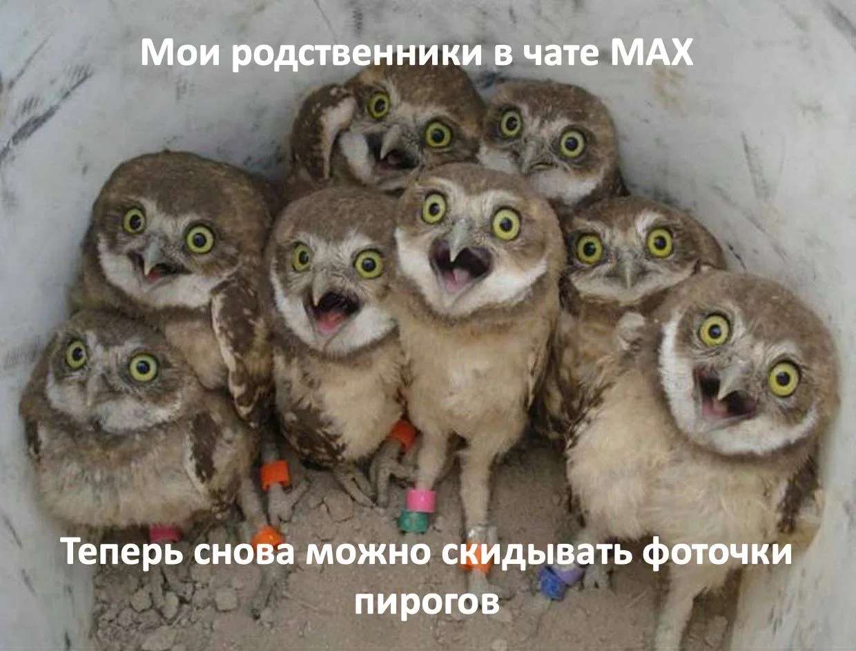 Актуальные мемы про MAX 😁