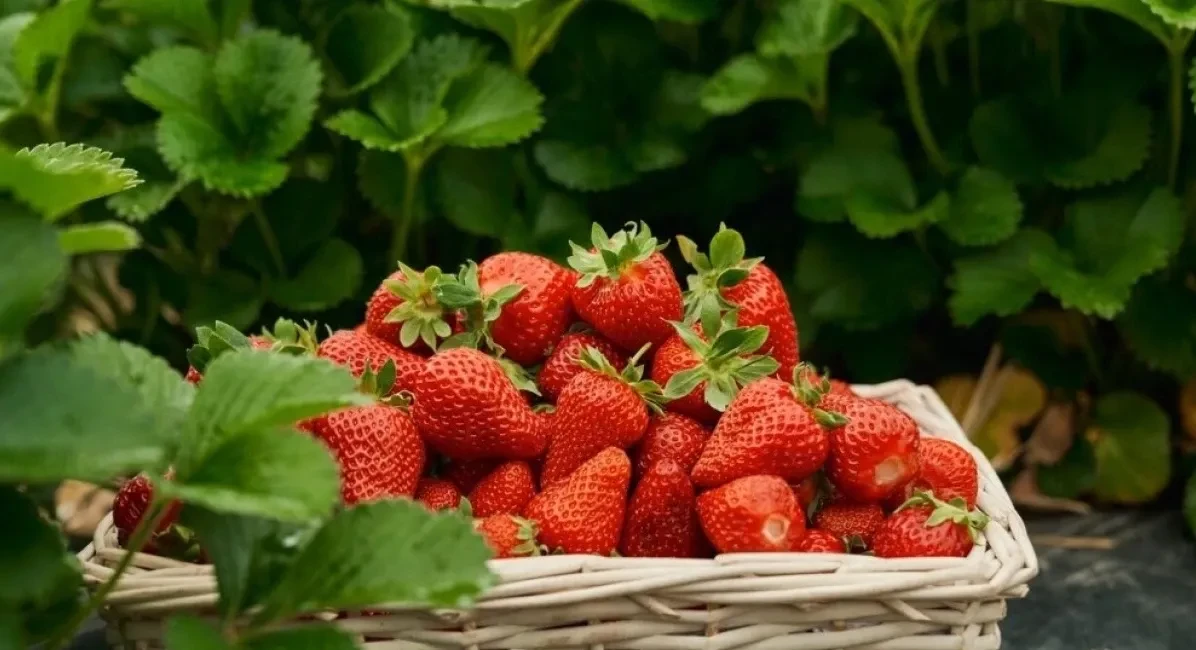 🍓 Клубника весной: что делать сразу после схода снега