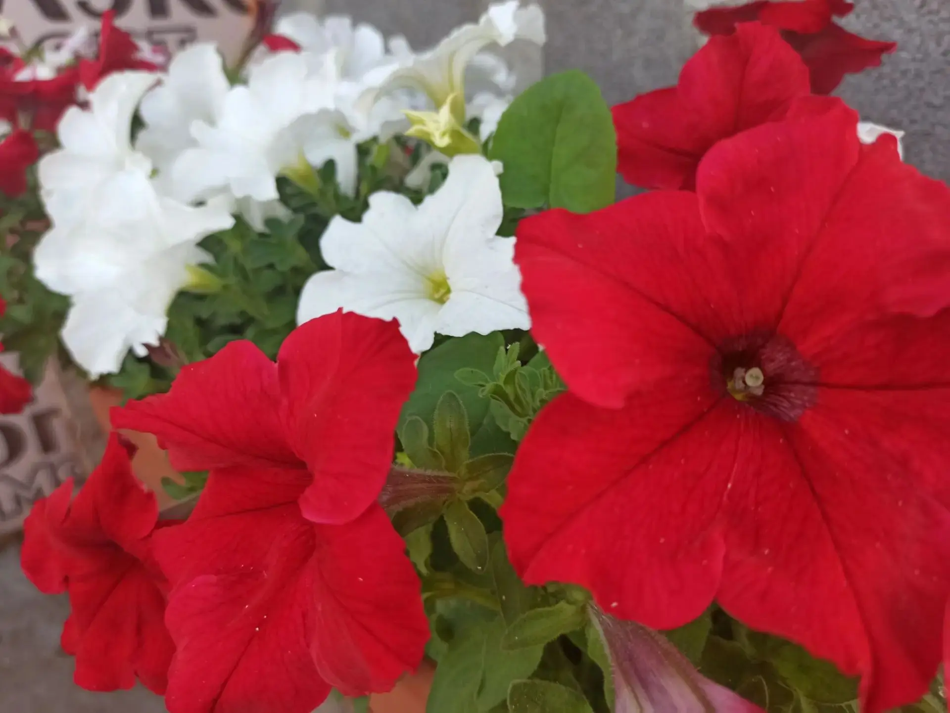 🌸Краски лета🌸

А какие цветы цветут в вашем саду? Делитесь в комментариях🤗