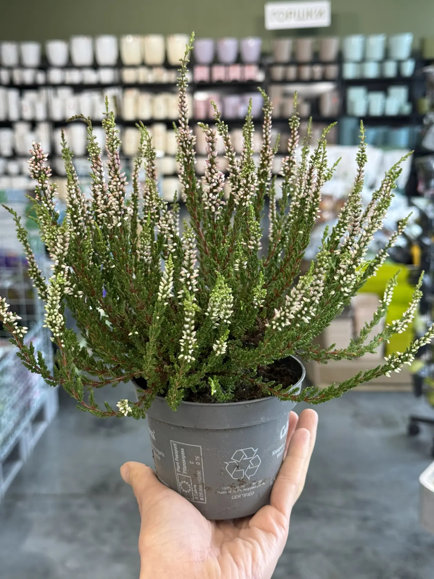 🌿 Красивое поступление горшочных растений!